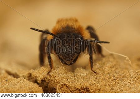 Detailed Frontal Closeup On A Furry Brown Female Chocolate Mining Bee, Andrena Scotica