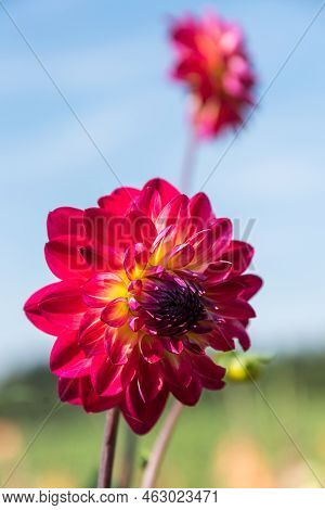 Bicolor Dahlia - Dahlia Flower, Ornamental, Garden Plant And Cut Flower