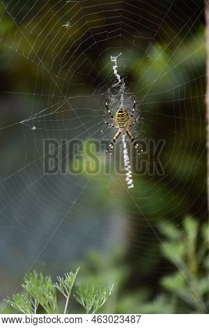 Glowing Wasp Spider In Spider Web - Invertebrates, Zebra Spider