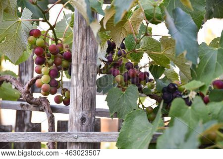 Ripening Red Grapes On The Vine - Red Fruits On The Vine
