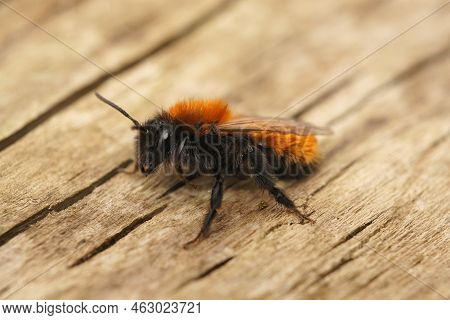 Detailed Closeup On A Colorful Red And Black Haired Female Twany Mining Bee, Andrena Fulva Sitting O