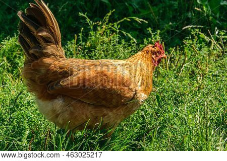 One Yellow-brown Domestic Chicken On A Background Of Green Grass, Side View