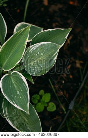 Hosta Funkia In My Swedish Garden. Shadow Garden