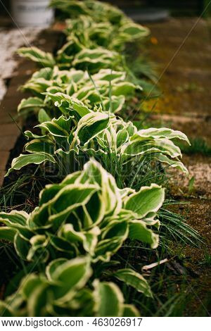 Hosta Funkia In My Swedish Garden. Shadow Garden