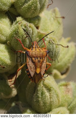 Detailed Vertical Closeup On A Cvolorful Orange Mediterranean Shiedl Bug, Carpocoris Meditteraneus