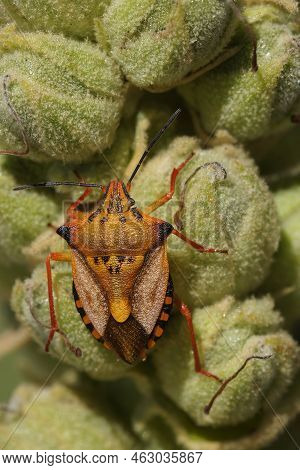 Detailed Vertical Closeup On A Cvolorful Orange Mediterranean Shiedl Bug, Carpocoris Meditteraneus