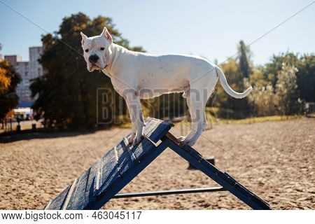 White American Bully Dog Climbing Over The A-frame Agility