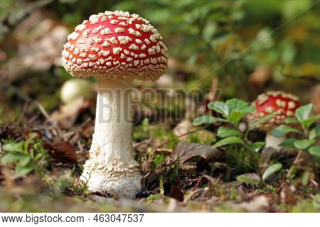 A Young Beautiful Poisonous Fly Agaric Mushroom Grows In The Forest. Its Fruiting Body Emerges From 