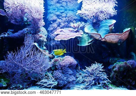 Yellow Tang Is A Saltwater Fish Species Of The Family Acanthuridae At Aquarium.