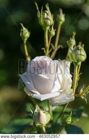 Wonderful Clusters With Very Elegant Buds And Flower Rose. Cream With A Breath Of Apricot Color Rose