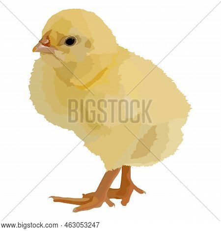 Realistic Yellow Isolated Chick, Easter Traditional Elements, Funny Chick, Vector Illustration