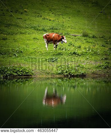 A Cow Grazing At The Pond In Oberseetal, Switzerland, Canton Glarus