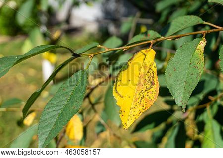 Cherry Leaf Spot Caused By Blumeriella Jaapii Fungus. Yellow Leaf Foliar Disease Coccomycosis Of Che