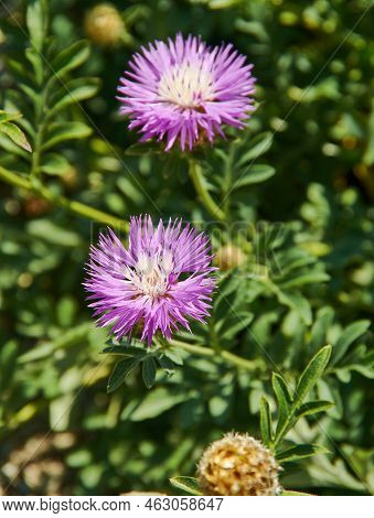 Centaurea Jacea - Species Of Herbaceous Perennial Plants In The Genus Centaurea Native To Dry Meadow