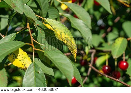 Cherry Leaf Spot Disease Or Coccomycosis Caused By Blumeriella Jaapii Fungus. Yellow Cherry Leaves W