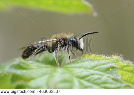 Selective Focus Closeup On A Hairy Male Of The Small Sallow Mining Bee, Andrena Praecox Sitting On A