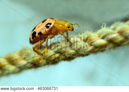 The Lady Beetle Is A Beneficial Insect In A Garden. Apart From The Beautiful Spotted Pattern On The 