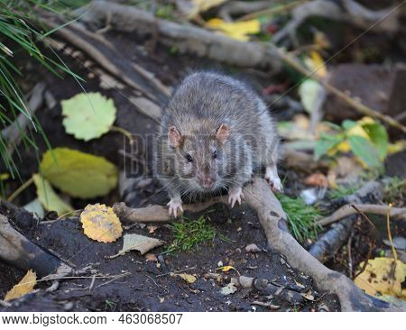 A Wild Rat Sits On The Roots Of A Tree