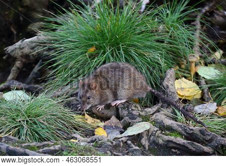 A Wild Rat Sits On The Roots Of A Tree Among Tufts Of Grass