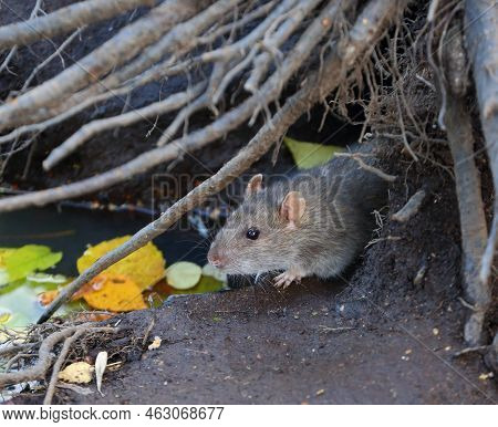 A Wild Rat Crawls Out Of A Hole In The Ground Under The Roots Of A Tree