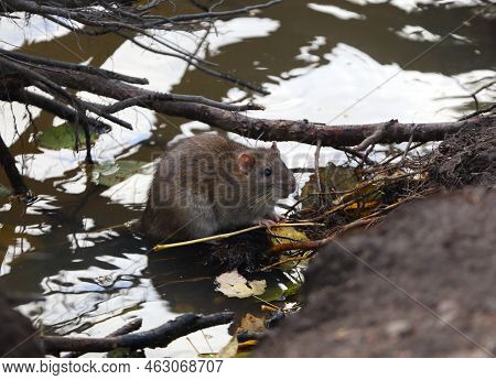 A Wild Rat Sits Near The Water On The Roots Of A Tree