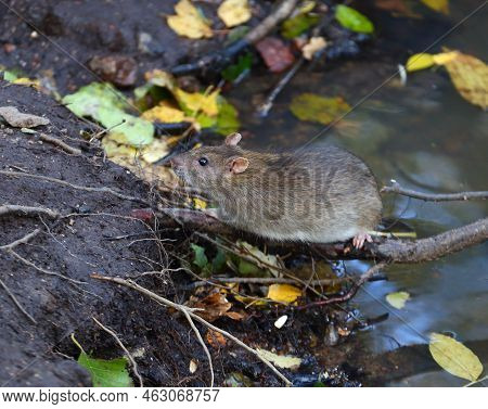 A Wild Rat Sits Near The Water On The Roots Of A Tree