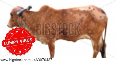 Lumpy Virus Label On Infected Cow Blur Photo. Concept For New Animal Disease Spreading In World.