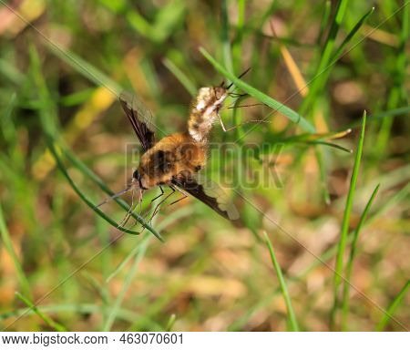 A Pair Of Woolly Hummingbirds Mating On A Blade Of Grass.