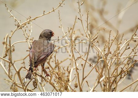 A Desert Bullfinch Or Desert Trumpeter, Bucanetes Githagineus In Search Of Grub.