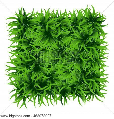 Green Grass Square. Ground Cover Plants Background Texture. Design For Card, Banner. Piece Grasses F
