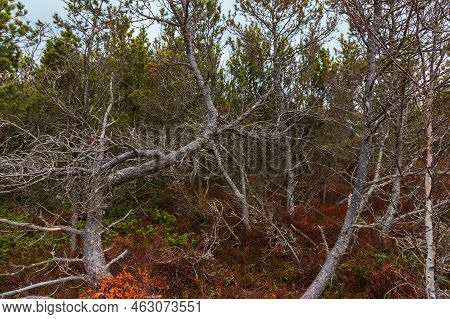 Sumava Protected Landscape Area In The Czech Republic In Europe. Area Chalupska Slat - Forests, Mead