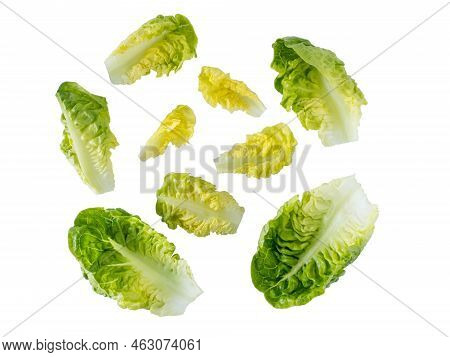 Mini Cos Lettuce Salad Leaves Isolated Transparent Png. Green Leafy Veggie.