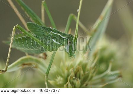 Closeup On A Mediterranean Nice Green Gracious, Grasshopper, Tylopsis Lilifolia Sitting On Field Ery