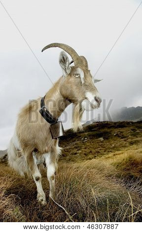 Ziege in den Bergen