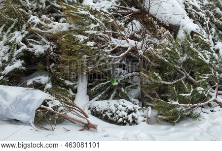 Wasted Christmas (new Year) Trees On The Landfill. Ecological Issues.