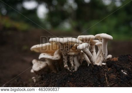 Close Up Photo Of Wild Mushroom Grow After Rainy Day