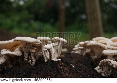 Close Up Photo Of Wild Mushroom Grow After Rainy Day