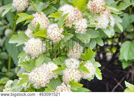 White Bush Flowers Of The Viburnum-leaved Pemphigus, Natural Natural Background
