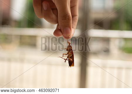 Hand - Holding A Dead Brown Cockroach.