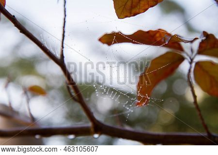 Spiderweb On A Branch Of The Red Beech Tree Covered With Drop Of Rain