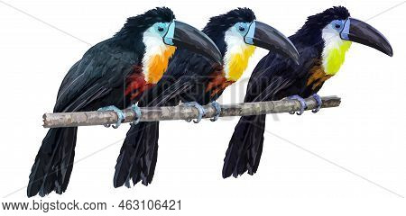 Three Thoughtful Toucans Sit On A Long Branch. Toucans Isolated On Transparent Background. Png. Illu