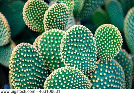 Close Up Of Opuntia Microdasys Albispina Or Bunny Ear Cactus Plant. Detail Of Yellow And White Thorn