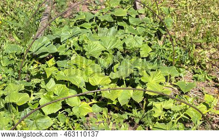 Growth Of Ground Cucumbers. Cucumber Bushes In A Garden Bed With An Iron Rod, Horizontal Planting Of