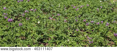 Blooming Potatoes. Potato Flowers Bloom In The Sun, Grow On A Plant. Red Blooming Potato Flower On A