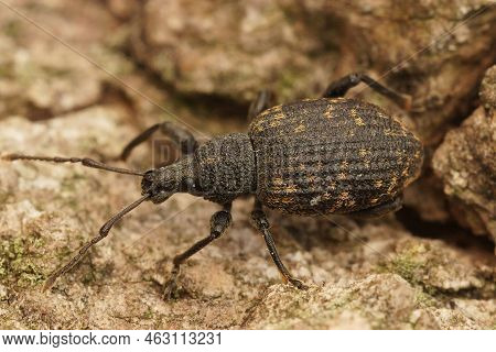 Detailed Closeup On The Black Vine Weevil, Otiorhynchus Sulcatus Sitting On Wood