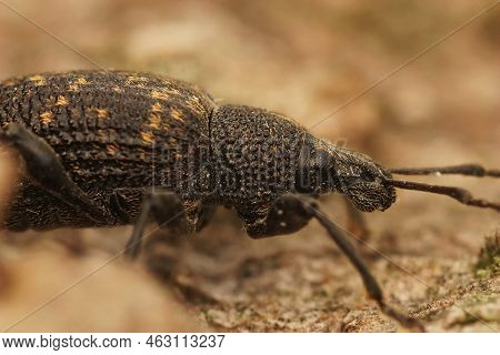 Detailed Closeup On The Black Vine Weevil, Otiorhynchus Sulcatus Sitting On Wood