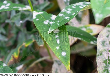 Powdery Mildew On Garden Phlox Leaves Close-up. Fungal Disease With Powdery Gray Or White Spots Or C