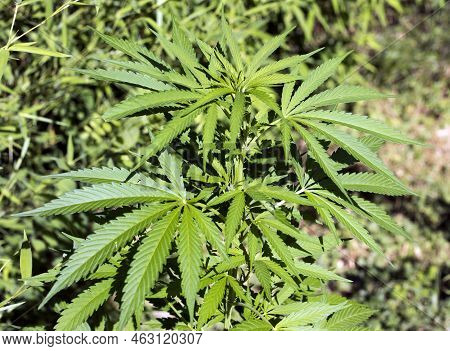 View Of Marjuana Plant Outdoor