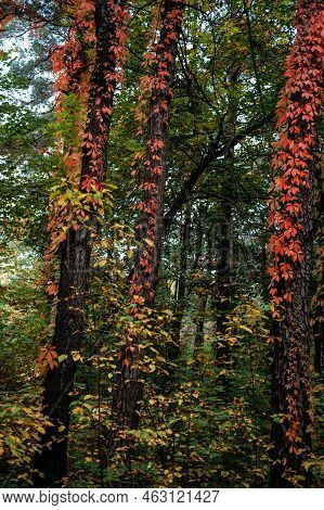 Autumn Background Tree Bark With Red Virginia Creeper Leaves. Parthenocissus Quinquefolia, Virginia 
