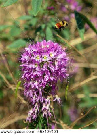 Rocky Mountain Bee Plant With Tri Colored Bee